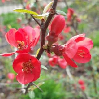 Maules quince has flowers even before it bears leaves, that's why it's one of the first bloomers
