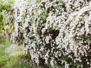 Spirea hedge