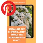 Picture related to Meadowsweet overlaid with the Pinterest logo.