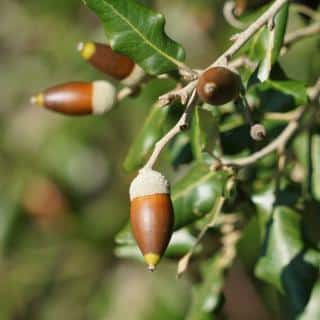 Seaside gardens along the mediterranean include evergreen oak