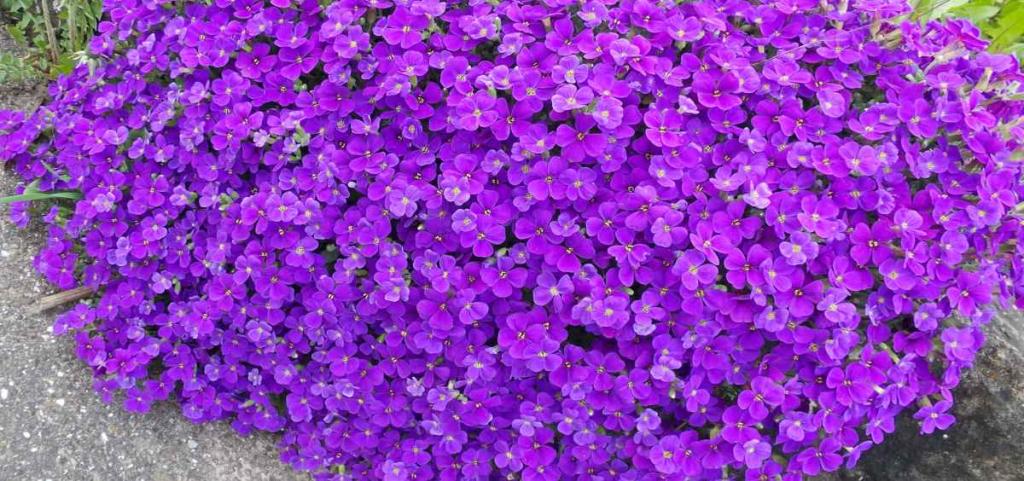 Aubrieta is the earliest of the mound flower types