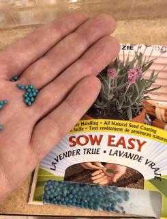 Hand holding coated lavender seeds