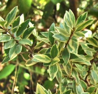 Variegated myrtle variety