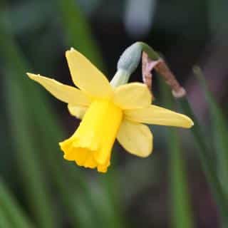 Daffodils are a type of narcissus that bloom first in spring