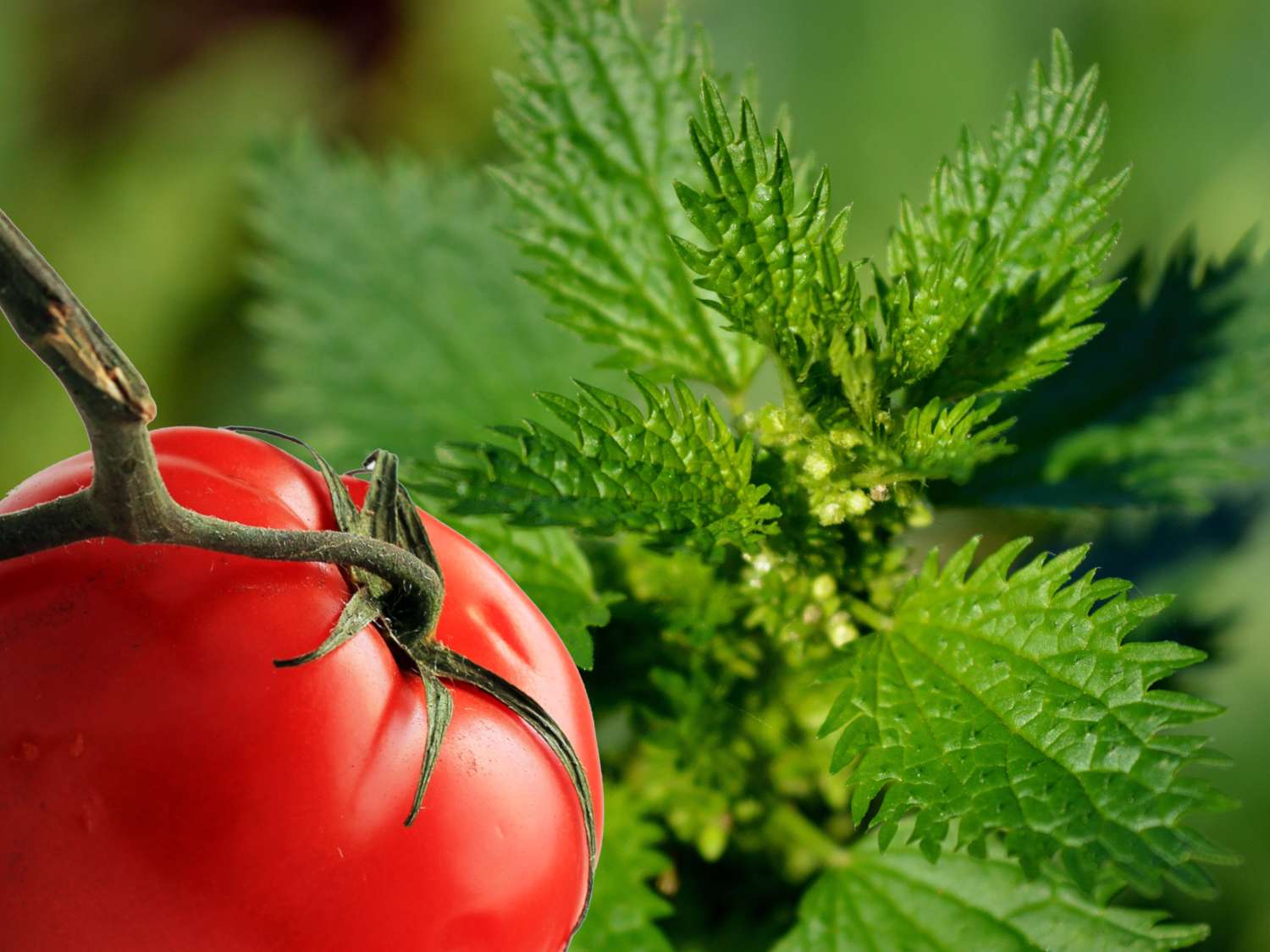 Nettle good for tomato