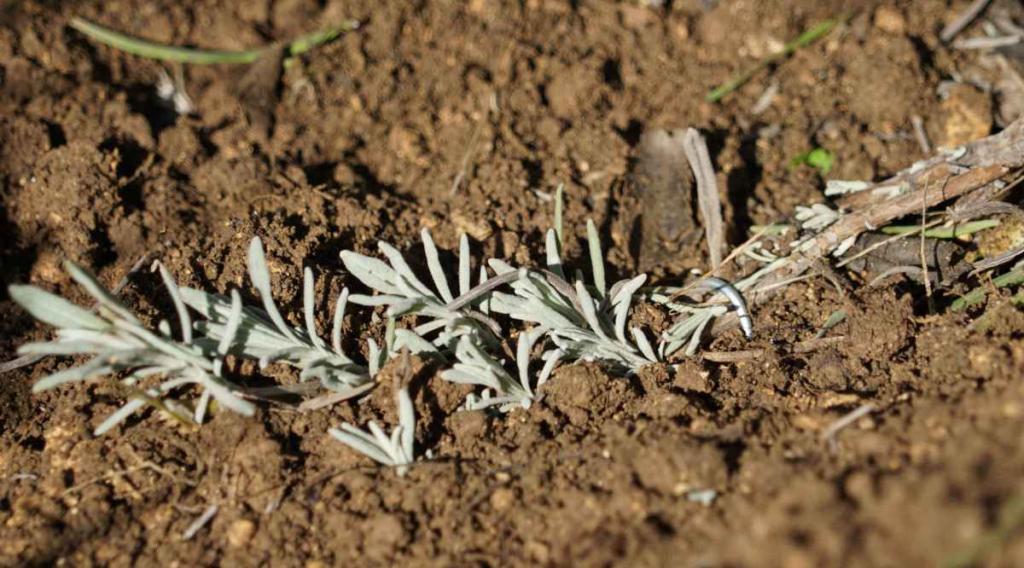 Lavender twig layered to the ground with a metal hoop