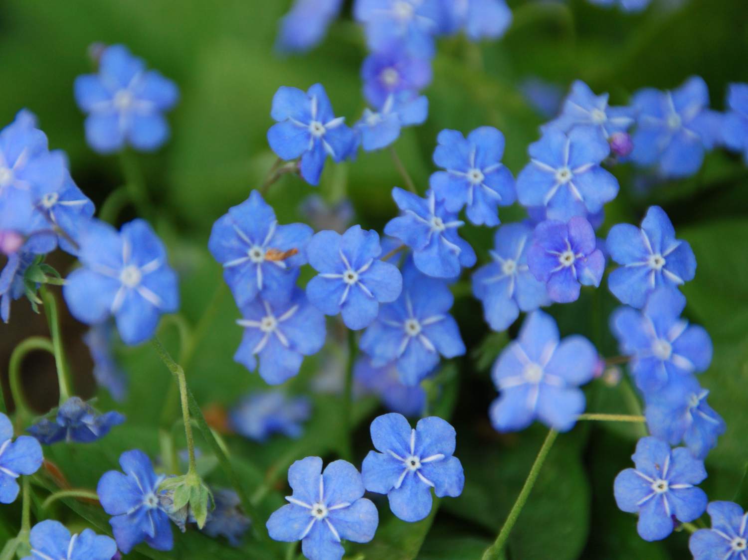 Omphalodes cappadocica