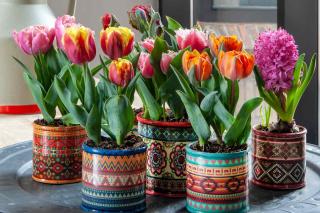 Original ideas to showcase potted bulb flowers