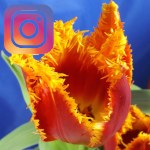 Picture related to Parrot tulip overlaid with the Instagram logo.