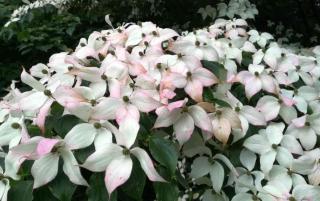 Japanese dogwood in pot