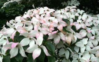 Japanese dogwood in pot