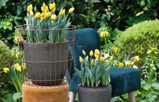 Pots will be great for tulips