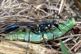 Hunting predator wasp with caterpillar prey