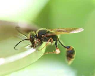 Predator wasp drinking water