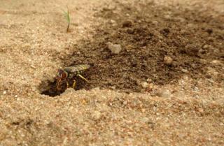 Sand wasp digging a hole in the sand