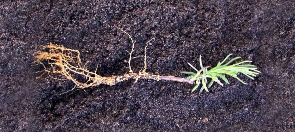 Cutting with roots prepared from lavender