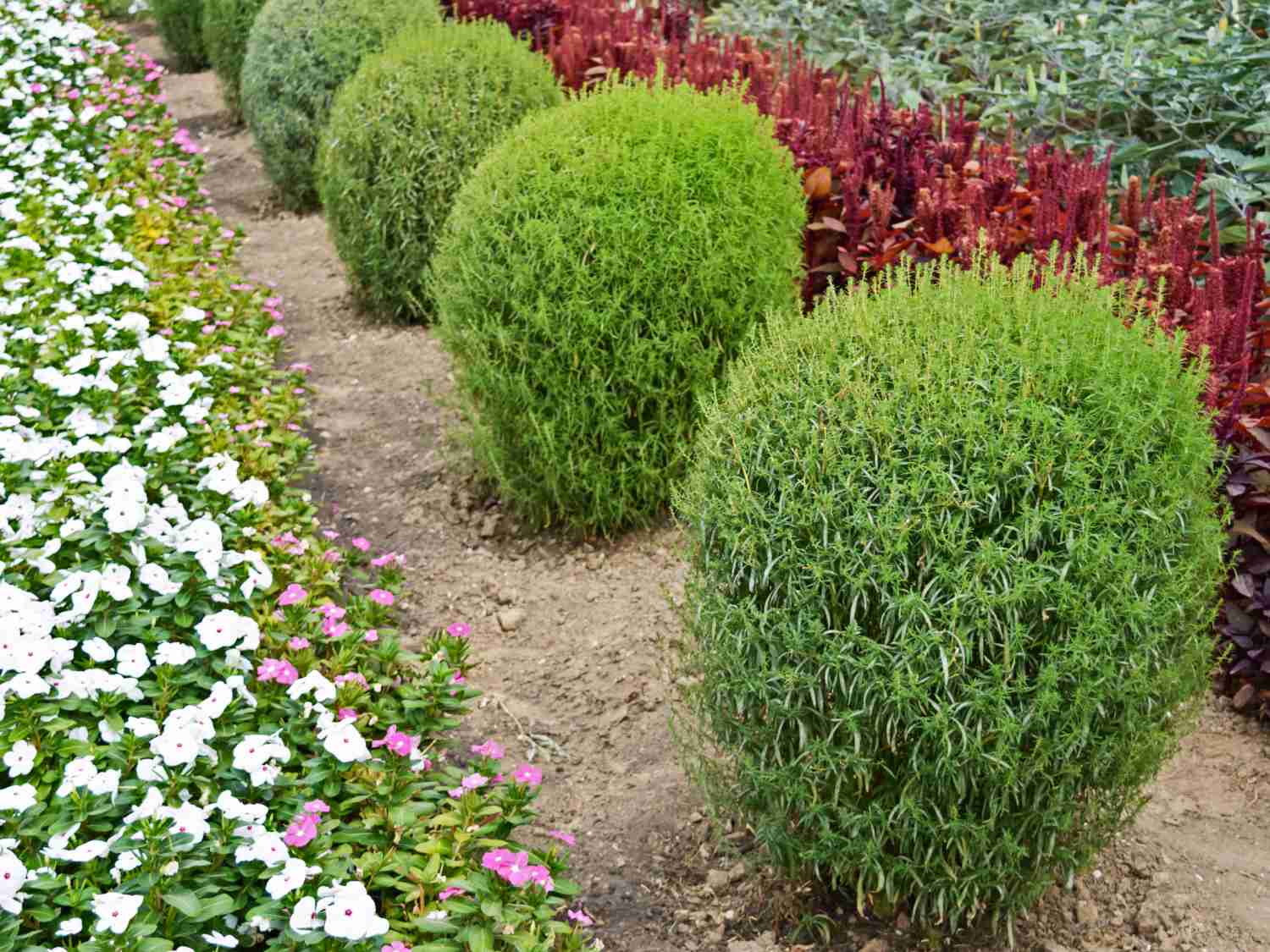 Hedge protecting plants from diseases