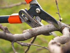 Hat racking, a pruning technique to control low shrubs