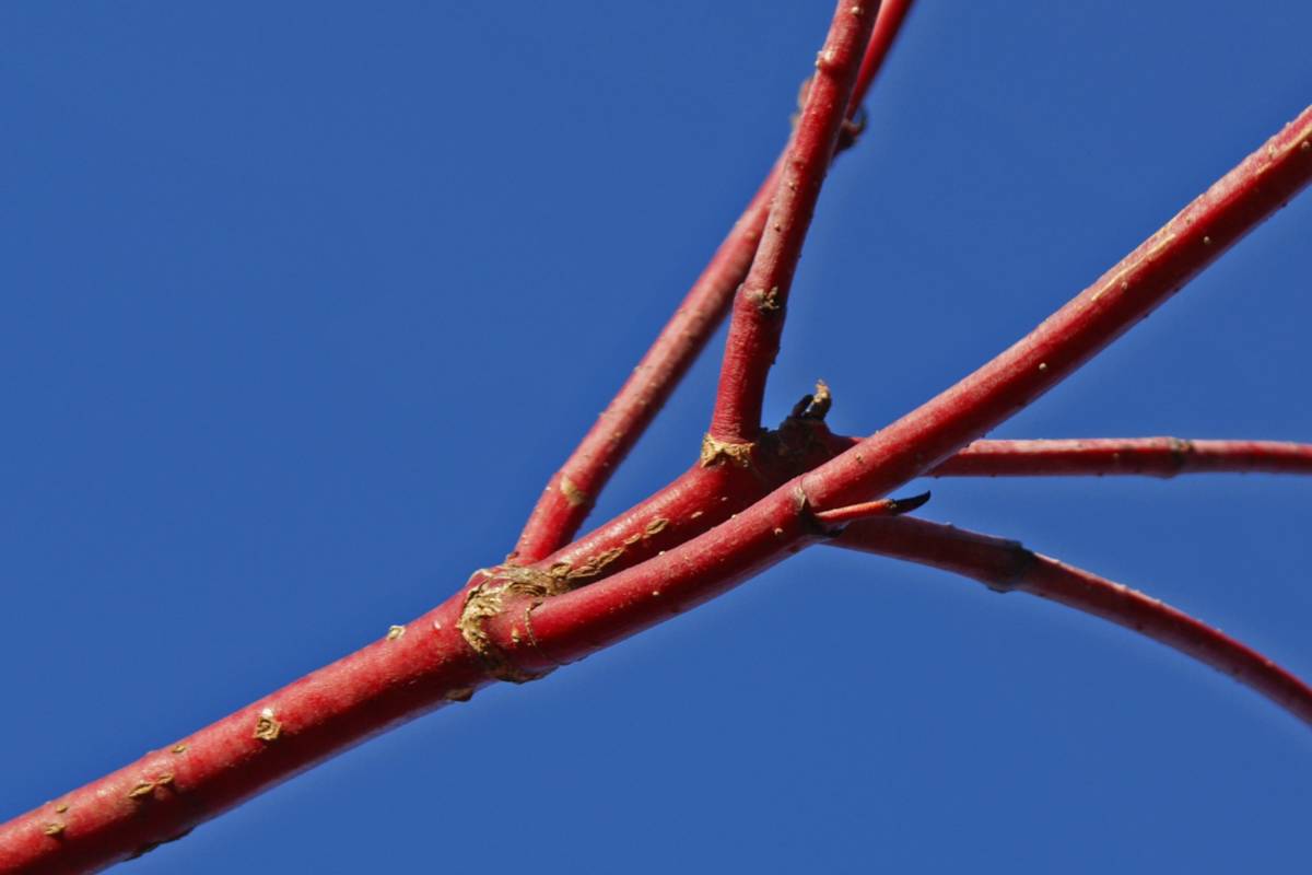 Red and yellow species and varieties of dogwood, cornus