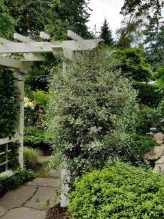 Pruning italian buckthorn