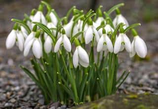 Galanthus nivalis snowdrops emerging from a bed of gray gravel