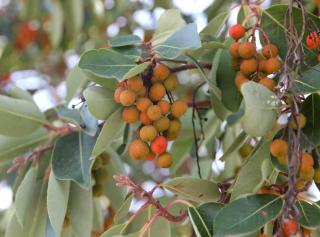 Strawberry tree is great for hedging