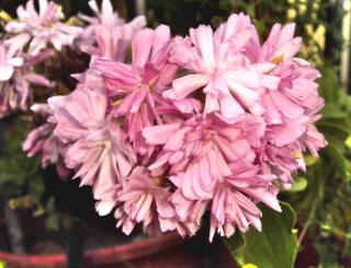 Soap plant - Saponaria officinalis Rosea plena flower variety