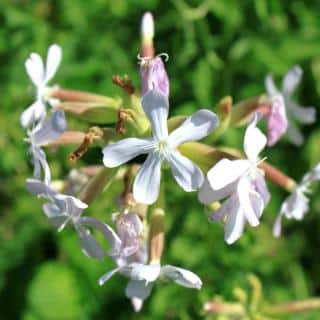 Saponaria officinalis flower, white