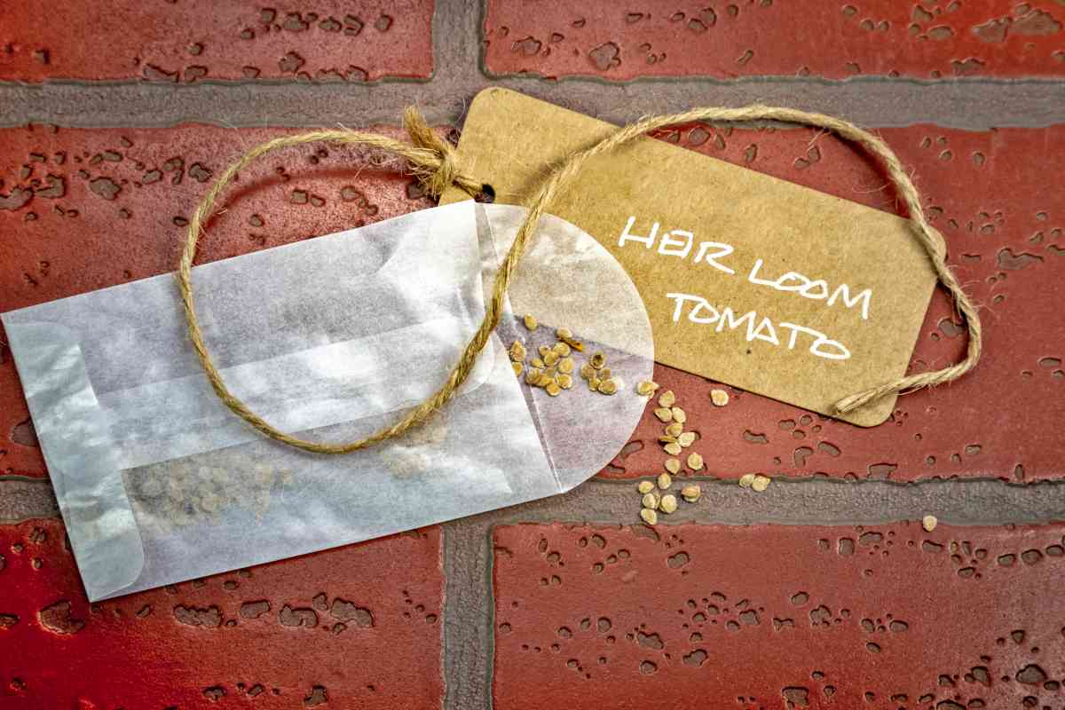 Envelope with tag showing saved tomato seed
