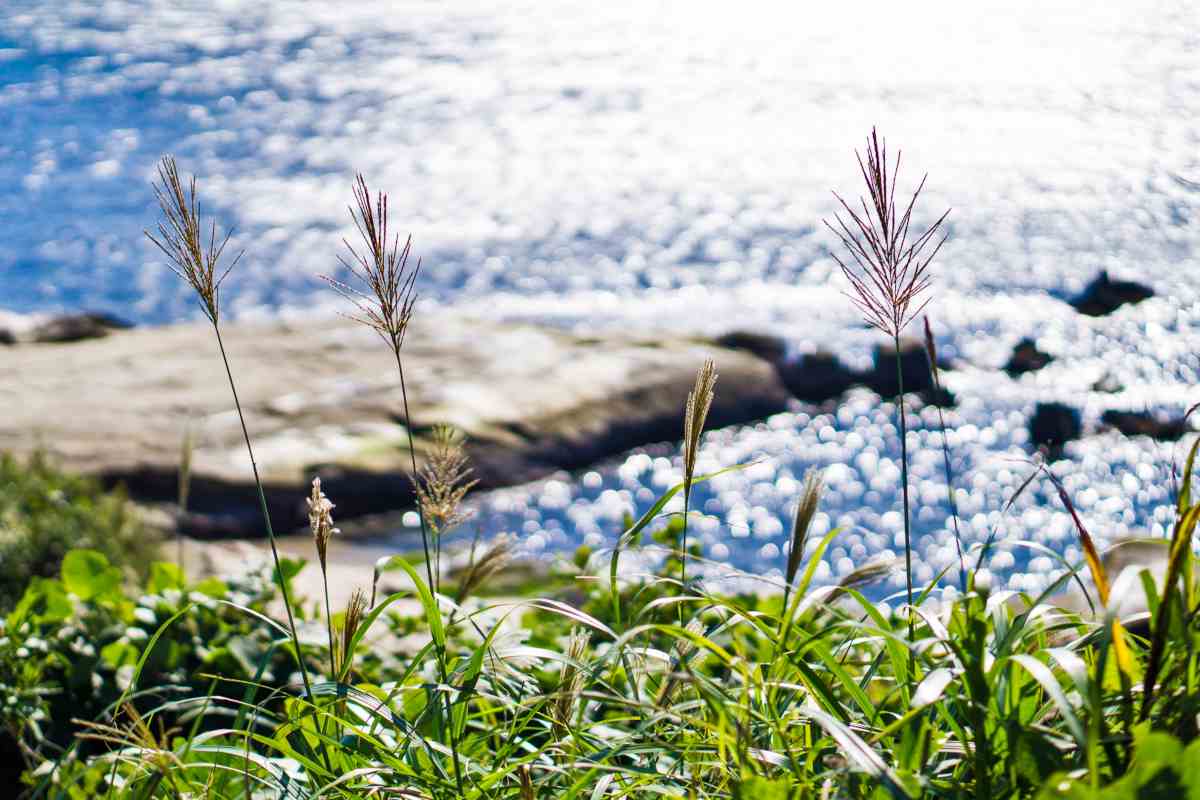 Seaside gardens in France