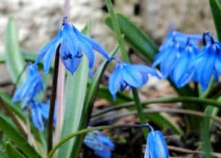 Thin and rocky soil won't keep siberian squill from growing lush!