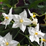 solanum false jasmine close-up of a single white flower
