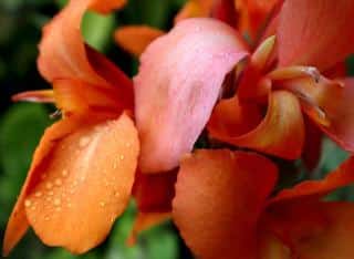 In southwest France, along sea, canna lily fare very well