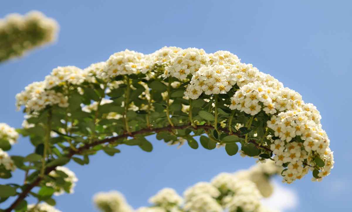 Meadowsweet is a bright-blooming early spring shrub