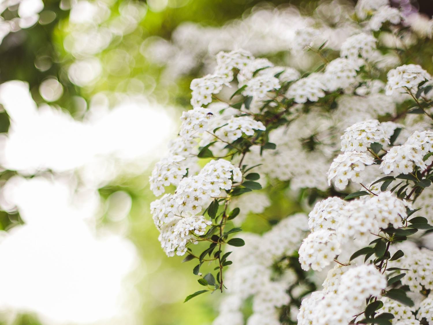 Spirea, meadowsweet