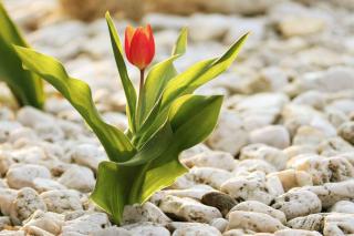 Single tulip, red, in a bed of white gravel