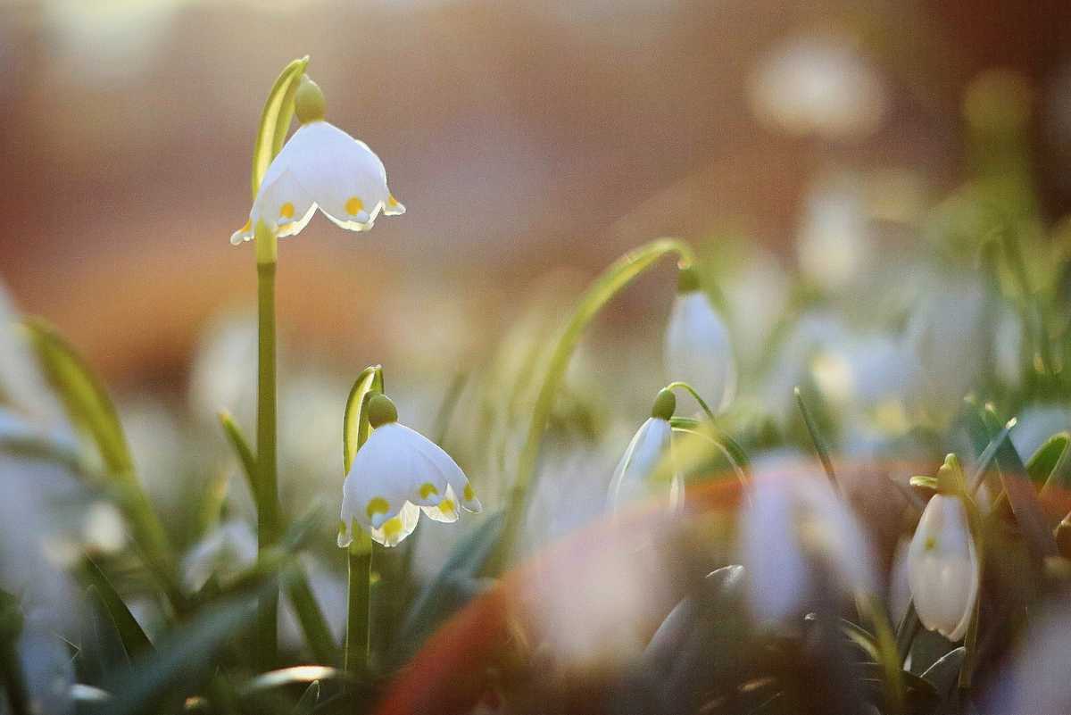 Spring snowflake close up, leucojum vernum