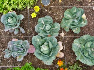 Square-foot vegetable bed design