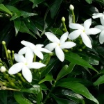 star-jasmine wall of flowers