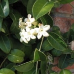 Stephanotis on a brick wall