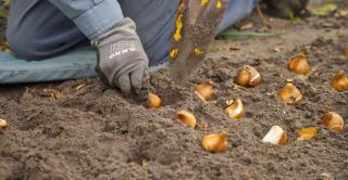 Preparing the soil is crucial when planting tulips