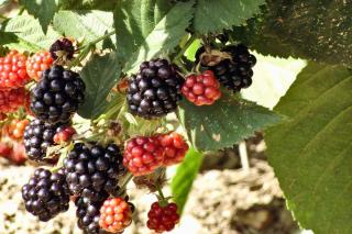 Thornless blackberry