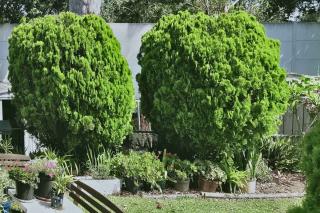 Heavily pruned shrubs bouncing back within a year