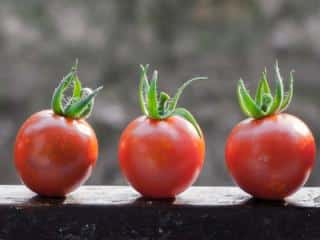 Rows of sown tomato