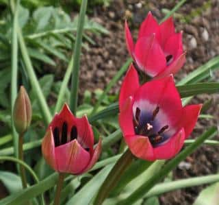 Three blooms of the 'Little Beauty' tulip
