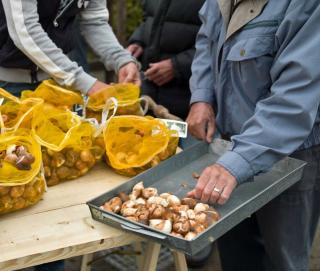 Steps to plant tulip start with selecting the right bulbs