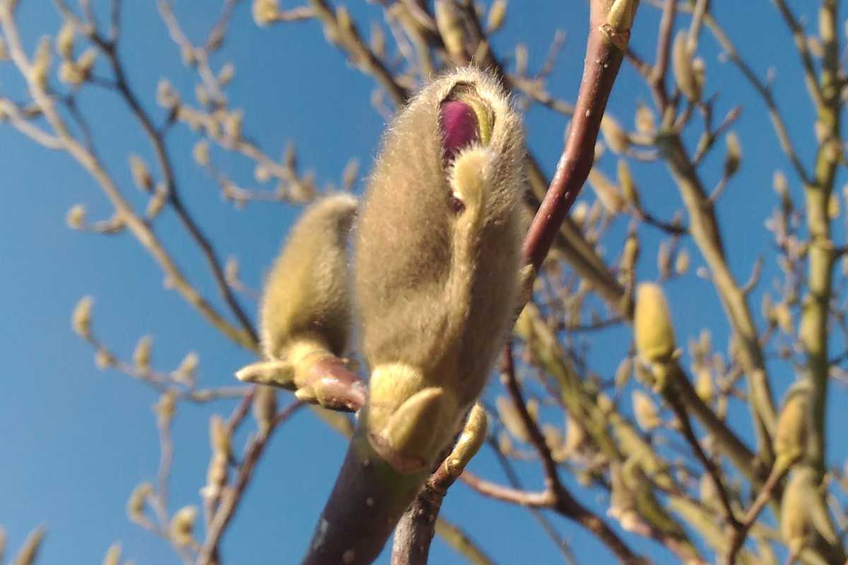 Magnolia flower bud protected with fuzz