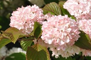 Mary Milton viburnum