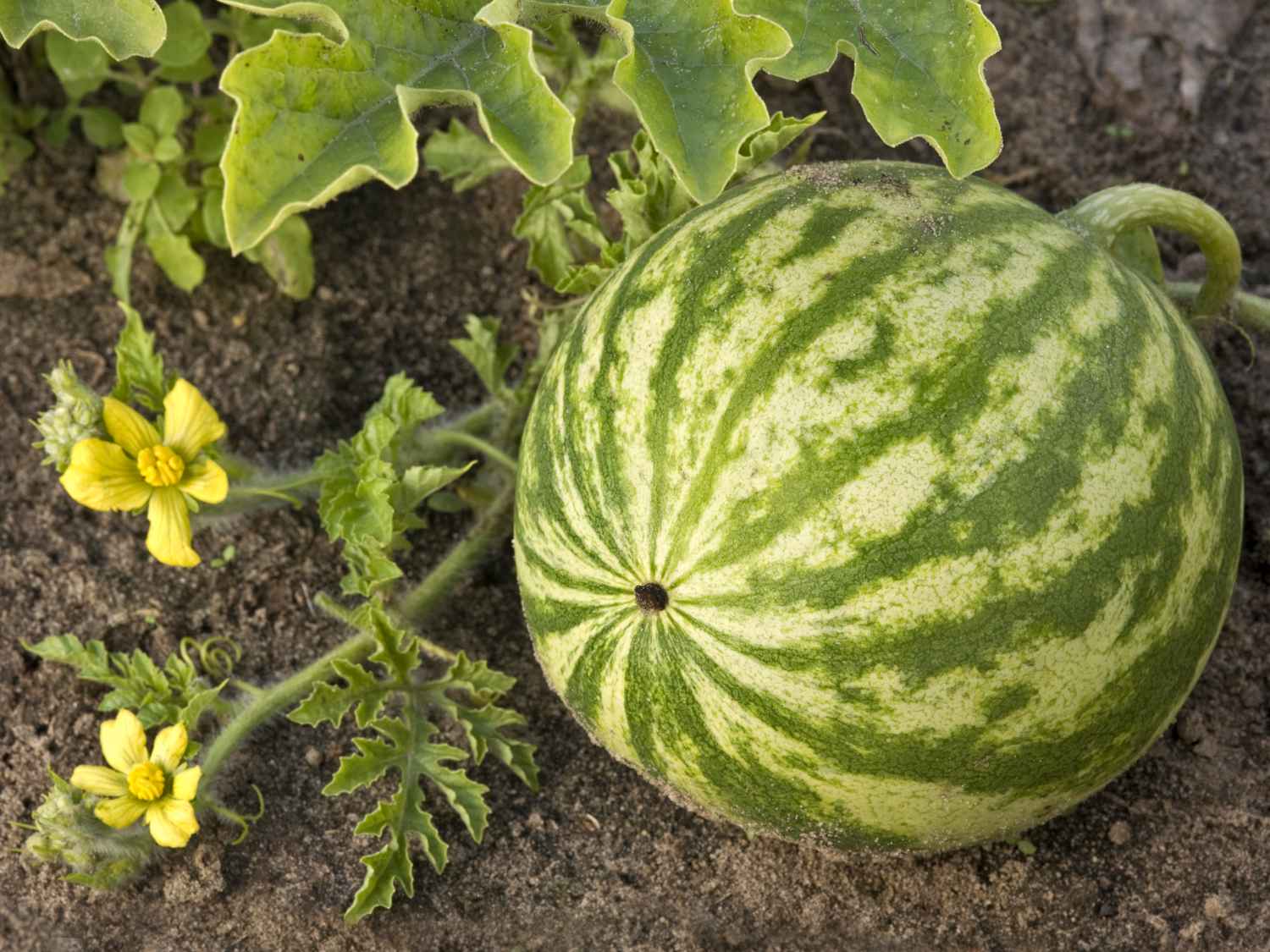 Grow watermelon