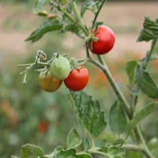 A seed tomato must be harvested when fully ripe